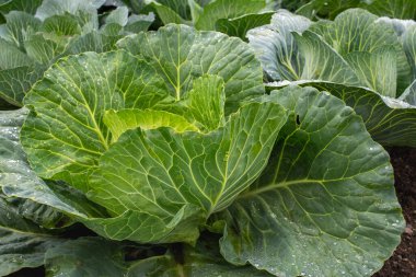 Yakın plan taze lahana. Gıda arkaplanı