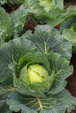 Yakın plan taze lahana. Gıda arkaplanı