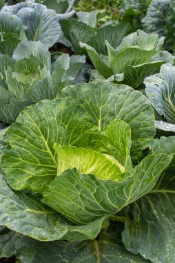 Yakın plan taze lahana. Gıda arkaplanı