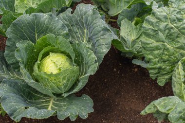 Yakın plan taze lahana. Gıda arkaplanı