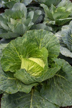 Yakın plan taze lahana. Gıda arkaplanı