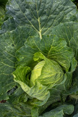 Yakın plan taze lahana. Gıda arkaplanı