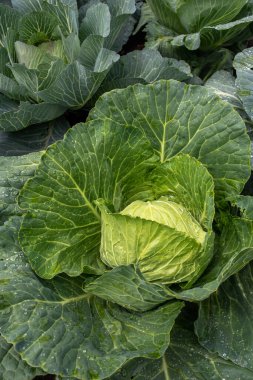 Yakın plan taze lahana. Gıda arkaplanı