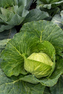 Yakın plan taze lahana. Gıda arkaplanı