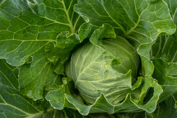 Taze lahana yakın plan. Çiftlikten organik lahana. Sağlıklı sebzeler yetiştiriyor. Lahana kafa..