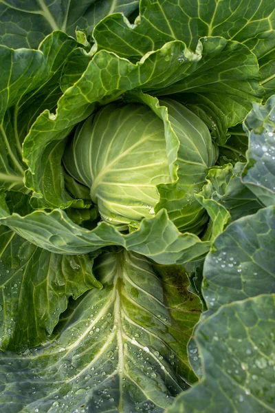 Taze lahana yakın plan. Çiftlikten organik lahana. Sağlıklı sebzeler yetiştiriyor. Lahana kafa..