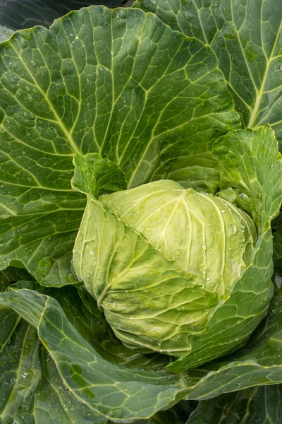 Yakın plan taze lahana. Gıda arkaplanı