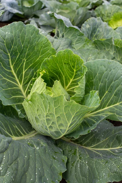 Yakın plan taze lahana. Gıda arkaplanı