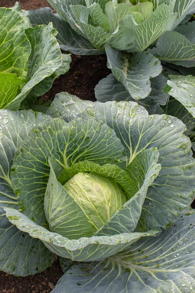 Yakın plan taze lahana. Gıda arkaplanı