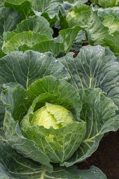 Yakın plan taze lahana. Gıda arkaplanı