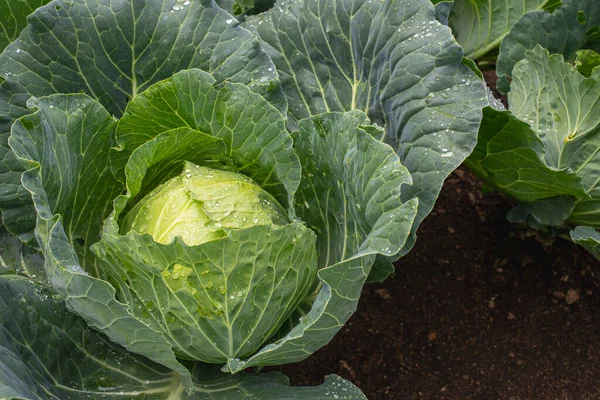 Yakın plan taze lahana. Gıda arkaplanı