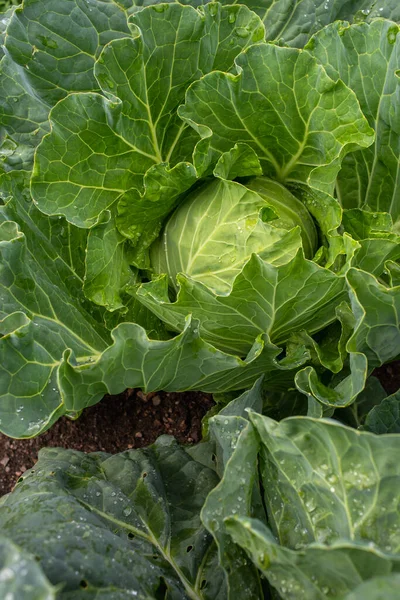 Yakın plan taze lahana. Gıda arkaplanı