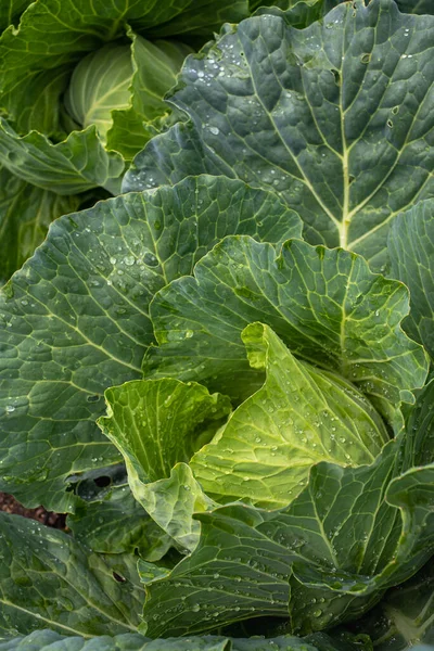 Yakın plan taze lahana. Gıda arkaplanı