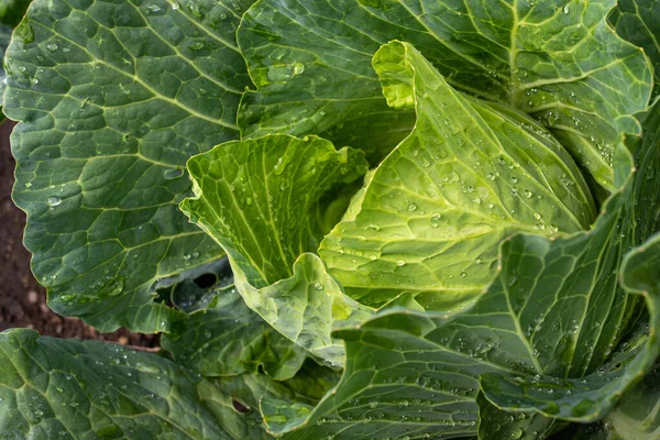 Yakın plan taze lahana. Gıda arkaplanı