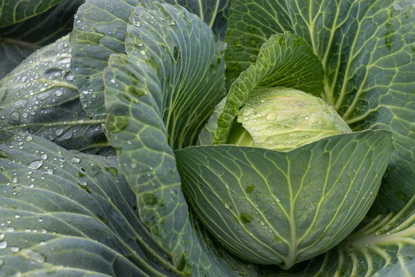 Yakın plan taze lahana. Gıda arkaplanı