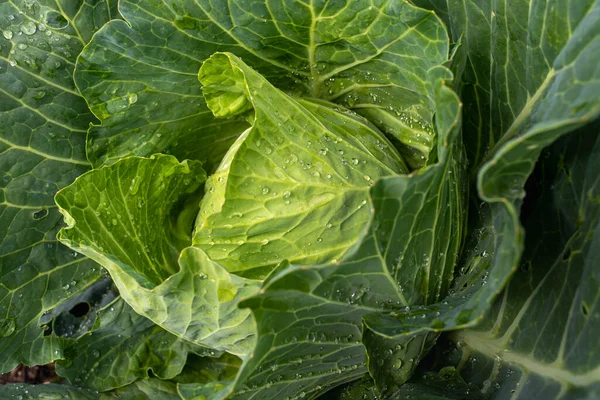 Yakın plan taze lahana. Gıda arkaplanı
