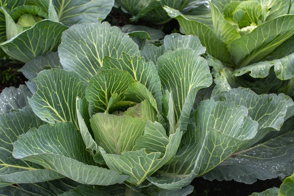 Yakın plan taze lahana. Gıda arkaplanı