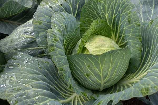 Yakın plan taze lahana. Gıda arkaplanı