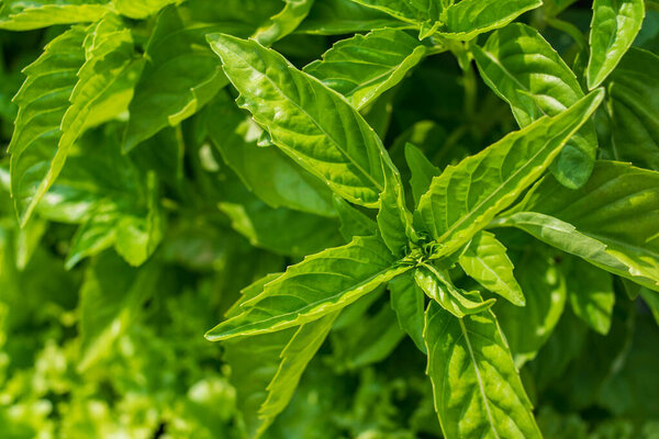 Organic fresh green basil leaves