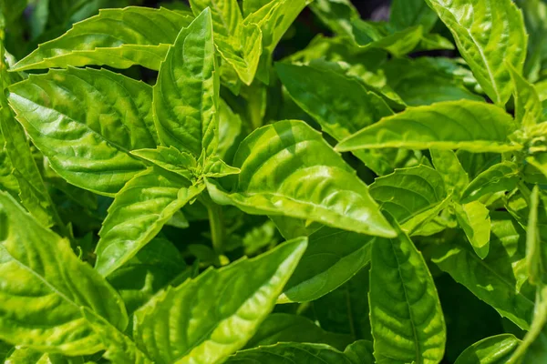 organik yeşil fesleğen yaprakları