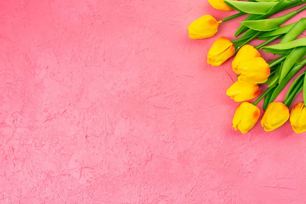 Κίτρινες Τουλίπες Στο Ροζ Φόντο — Φωτογραφία Αρχείου
