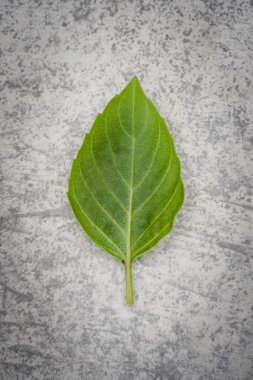 Eski arkaplanda fesleğen yaprağı