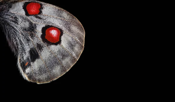 Apollo Kelebek Kanadı Siyah Üzerine Izole Edilmiş Makro Fotoğraf Kelebek — Stok fotoğraf