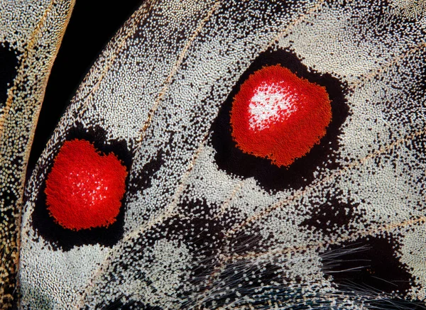 Απόλλων Πεταλούδα Φτερά Υφή Φόντο Μακροφωτογραφία Πεταλούδα Πτέρυγα Επιλεκτική Εστίαση — Φωτογραφία Αρχείου