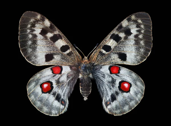 Apollo Kelebeği Parnassius Apollo Siyah Üzerine Izole Edilmiş Renkli Parlak — Stok fotoğraf