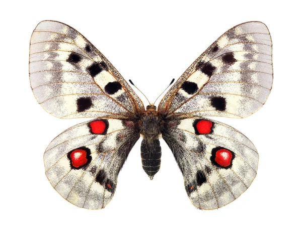 아폴로 Parnassius Apollo 흰색에 고립된 화려하고 설계에 아름다운 — 스톡 사진