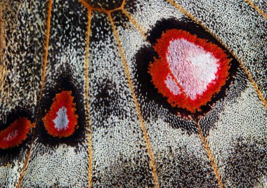 Apollo kelebeği kanat dokusu arka planı. makro fotoğraf kelebek kanadı. seçici odak