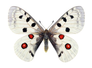Apollo kelebeği (Parnassius apollo). Renkli parlak Apollo kelebeği beyazda izole edilmiş. Tasarım için güzel bir kelebek. Erkek.