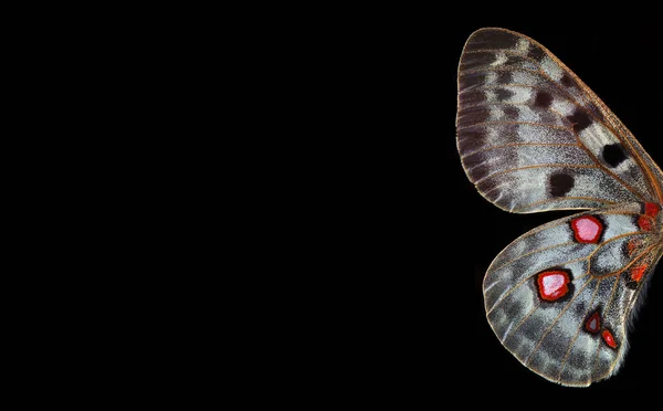 Apollo Schmetterlingsflügel Isoliert Auf Schwarz Kopierraum Rückseite Der Flügel — Stockfoto