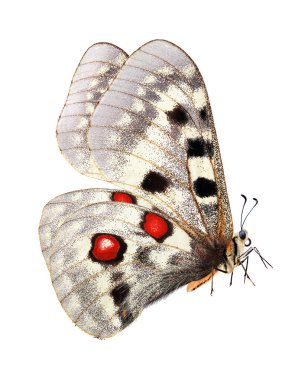 Kelebek uçuyor. Apollo kelebeği (Parnassius apollo). Renkli parlak Apollo kelebeği beyazda izole edilmiş. Tasarım için güzel kelebek. 