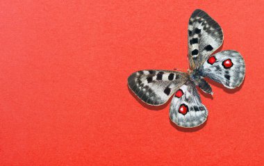 Kırmızı kağıt üzerinde Apollo Kelebeği. Boşluğu kopyala