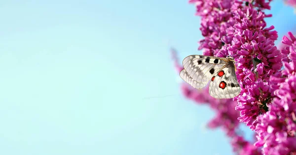 ピンクの桜の枝にカラフルなアポロ蝶 コピースペース — ストック写真
