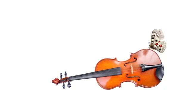 Musikkonzept Heller Apolloschmetterling Auf Einer Schönen Geige Isoliert Auf Weiß — Stockfoto