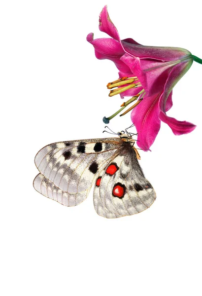 Mor Zambak Çiçeğinin Üzerindeki Parlak Apollo Kelebeği Beyaz Üzerinde Izole — Stok fotoğraf