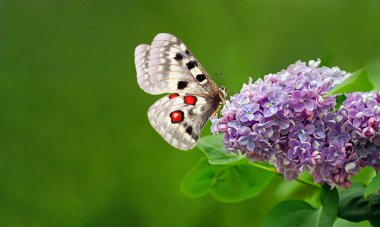 Apollo kelebeği (Parnassius apollo). Leylak çiçeğinin üzerindeki parlak Apollo kelebeği. Boşluğu kopyala