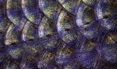 Balık dokusunu ölçeklendirir. Yakın plan. Doğal mavi ve altın arkaplan