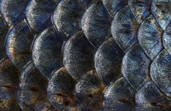 Escalas Pescado Textura Fondo Primer Plano Fondo Natural Azul Dorado — Foto de Stock