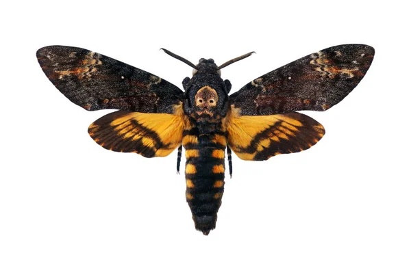 Hawkmoth Cabeça Morte Isolado Branco Atropos Acherontia Traça Rara Grande — Fotografia de Stock