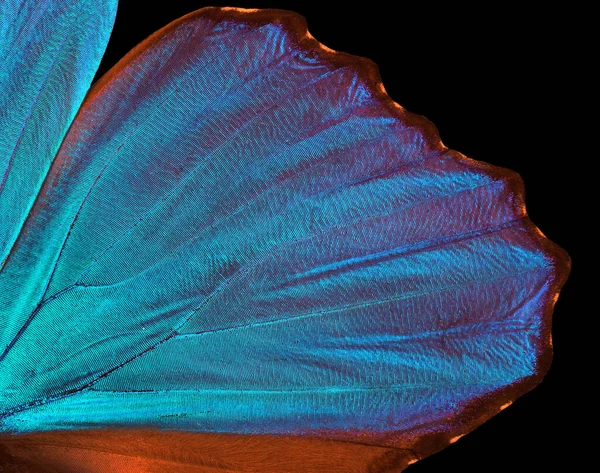 Alas Una Mariposa Fondo Textura Morpho Mariposa Morfo — Foto de Stock