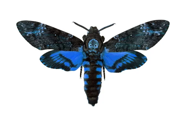 Ölüm Şahini başı bir beyazın üzerinde izole edilmiş. Acherontia atropos. Büyük mavi güve..