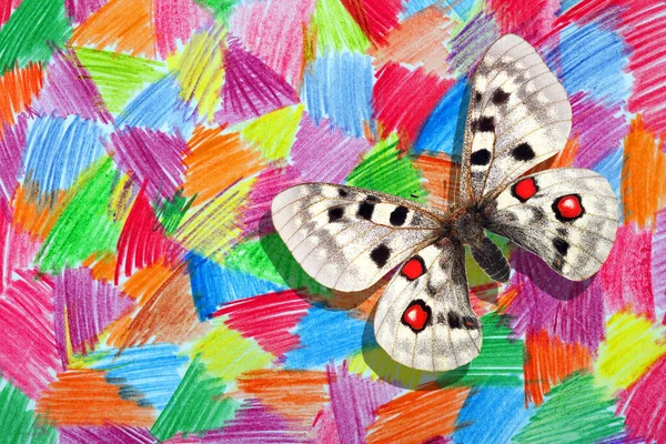 Яскравий Аполлон Метелик Різнокольоровому Фоні — стокове фото