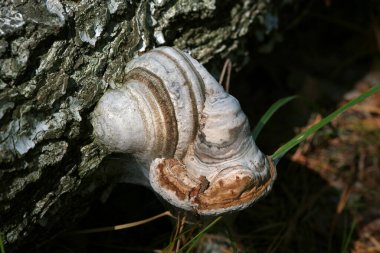Tinder mantarı ve bir huş ağacının gövdesi. Huş ağacında Chaga. Çokgözenek.