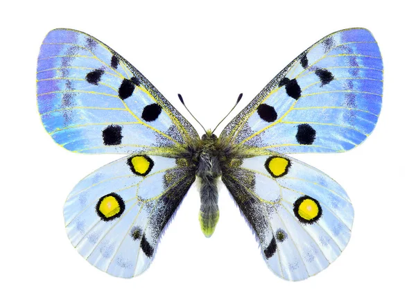 Zarter Blauer Schmetterling Mit Schwarzen Und Gelben Flecken Auf Weißem — Stockfoto
