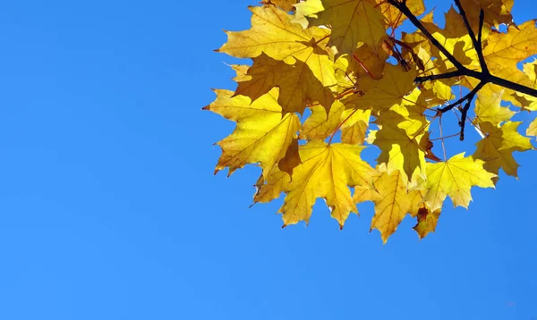 蓝天背景 明亮的黄色枫叶 复制空间 — 图库照片