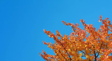 Sonbaharda sarı ağaçlar. Portakal yapraklı meyve ağaçları. Boşluğu kopyala