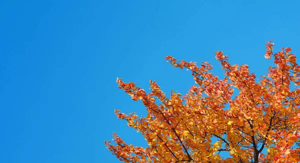 秋天的黄树 有柑橘叶的果树枝条 复制空间 — 图库照片